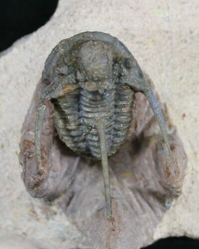 Rare Type of Cyphaspis Trilobite - Lghaft, Morocco #24822